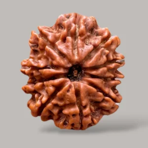 10 Mukhi Rudraksha