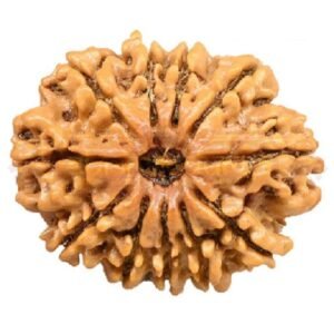 11 Mukhi Rudraksha