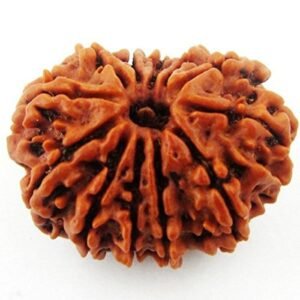 12 Mukhi Rudraksha