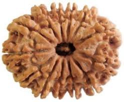 13 Mukhi Rudraksha