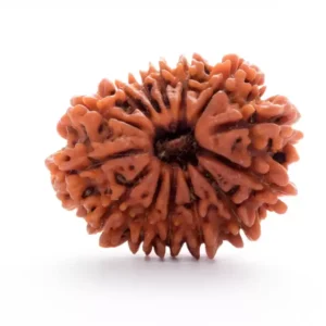 14 Mukhi Rudraksha