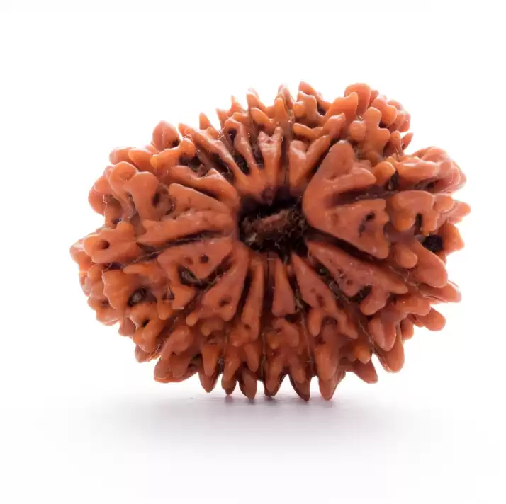 14 Mukhi Rudraksha