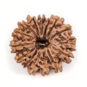 15 Mukhi Rudraksha