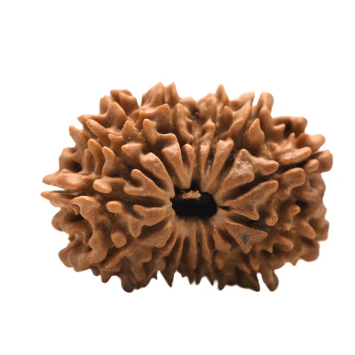 16 Mukhi Rudraksha