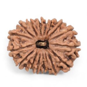 17 Mukhi Rudraksha