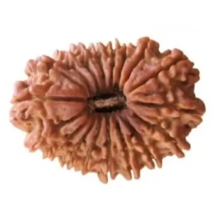 18 Mukhi Rudraksha
