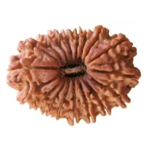 18 Mukhi Rudraksha