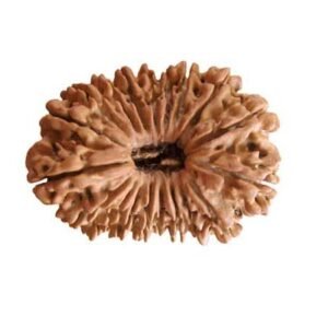19 Mukhi Rudraksha