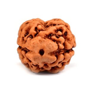 2 Mukhi Rudraksha