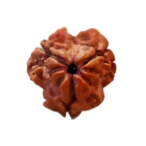 3 Mukhi Rudraksha