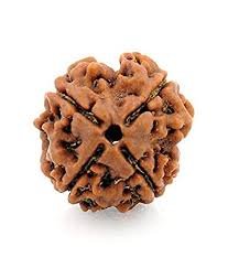 4 Mukhi Rudraksha