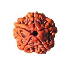 5 Mukhi Rudraksha