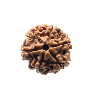 6 Mukhi Rudraksha