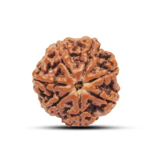 7 Mukhi Rudraksha