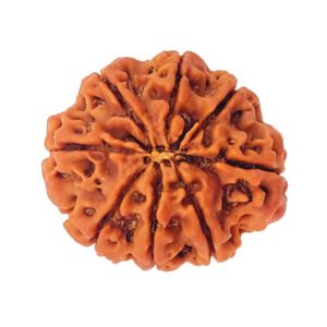 8 Mukhi Rudraksha